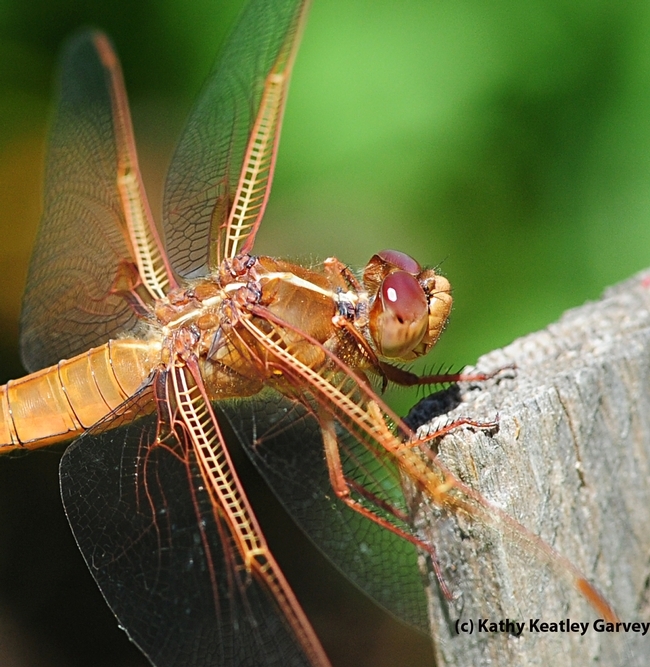 A flame skimmer dragonfly at rest. (Photo by Kathy Keatley Garvey)