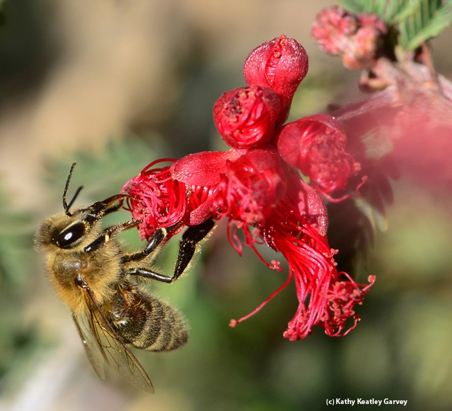 Honey bee gathering nectar on Calliandra californica, aka Baja fairy duster. (Photo by Kathy Keatley Garvey)