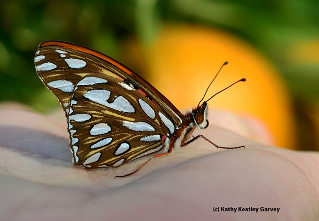 Newly emerged Gulf Fritillary butterfly. (Photo by Kathy Keatley Garvey)