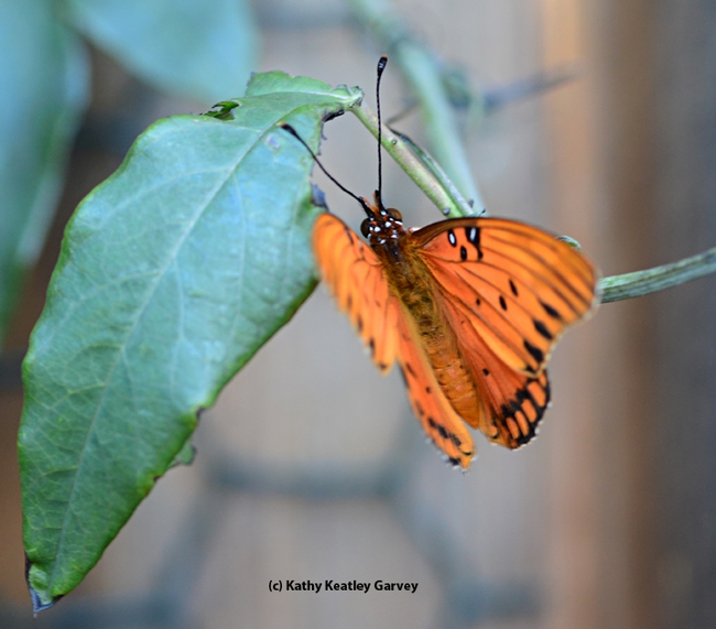 A brief bit of sunlight, and the newly emerged Gulf Frit fluttered its wings. (Photo by Kathy Keatley Garvey)