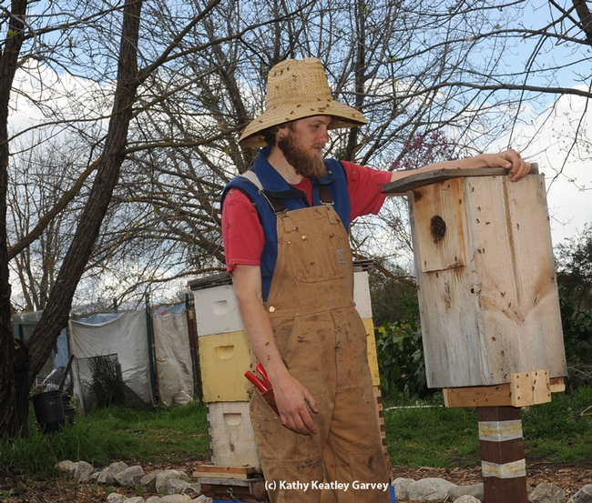 This wood duck box is being used as a bee hive in The Bee Sanctuary on the UC Davis campus. Examining it is Derek Downey who directs The Bee Collective and The Bee Sanctuary. (Photo by Kathy Keatley Garvey)