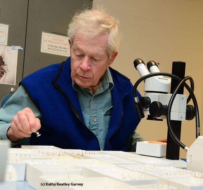 Noted entomologist Jerry Powell, director emeritus of the Essig Museum of Entomology, UC Berkeley, volunteers at the Bohart Museum.  (Photo by Kathy Keatley Garvey)