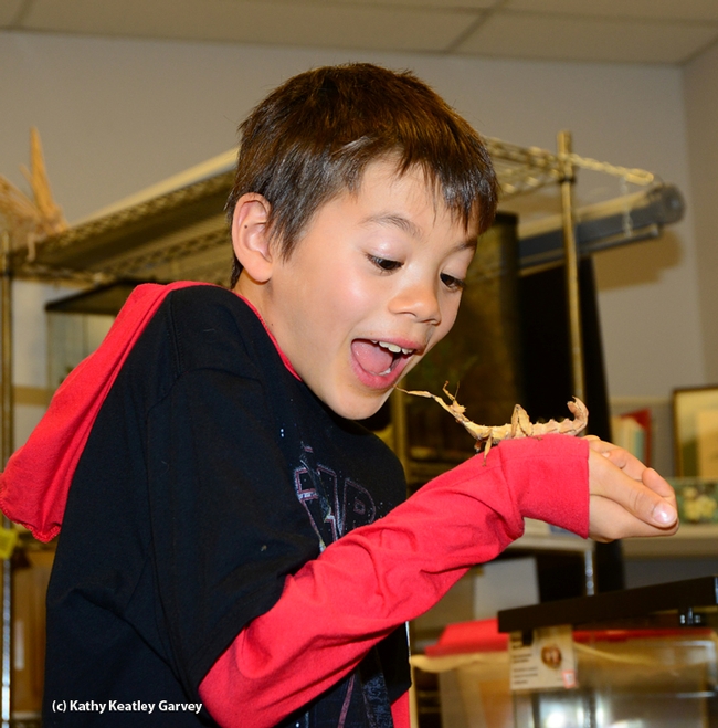 Ethan Wells, 7, of the Woodland Montessori School, delights in an Australian walking stick. (Photo by Kathy Keatley Garvey)