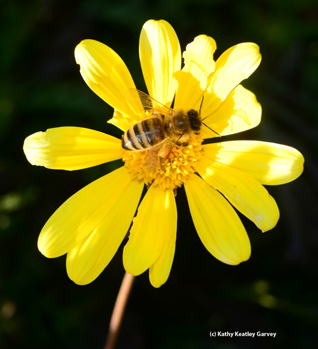 A perfect match: Euryops and a bee. (Photo by Kathy Keatley Garvey)