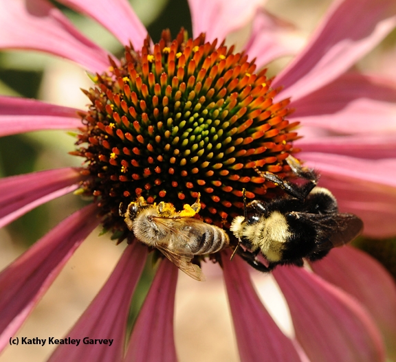 A honey bee and yellow-faced bumble bee sharing a coneflower. (Photo by Kathy Keatley Garvey)