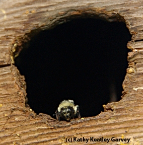 Bumble bee ready to take flight from a birdhouse. (Photo by Kathy Keatley Garvey)