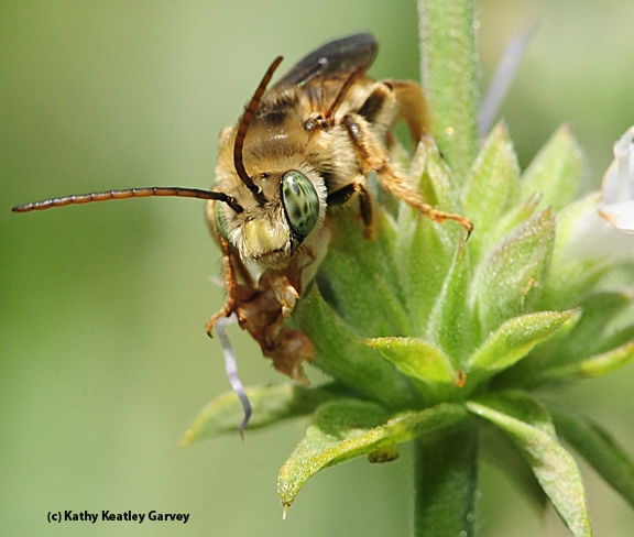 Male longhorned bee, Melissodes communis, as identified by Robbin Thorp. (Photo by Kathy Keatley Garvey)