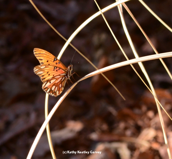 Gulf Fritillary returns to the site where it was released. (Photo by Kathy Keatley Garvey)