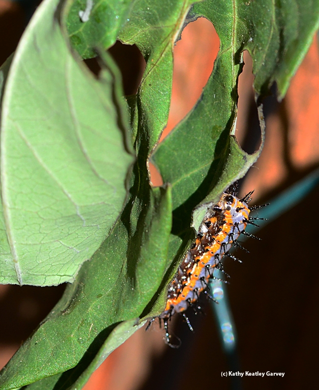 This Gulf Fritillary caterpillar survived the frost. (Photo by Kathy Keatley Garvey)