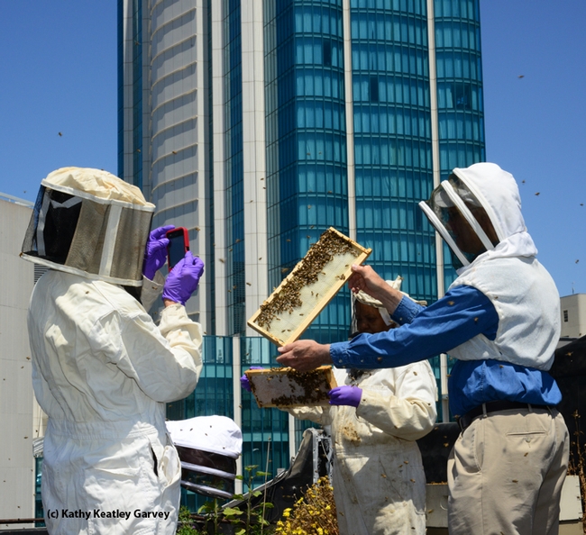 The San Francisco Chronicle engages in rooftop beekeeping and maintains two colonies and a fruit and vegetable garden. Journalists Deb Wandell and Meredith May are the beekeepers. Extension apiculturist Eric Mussen of the UC Davis Department of Entomology and Nematology and Queen Turner, head of the beekeeping Section, Ministry of Agriculture, Botswana, inspected the hives last June. From left are Turner, Wandell and Mussen. (Photo by Kathy Keatley Garvey)