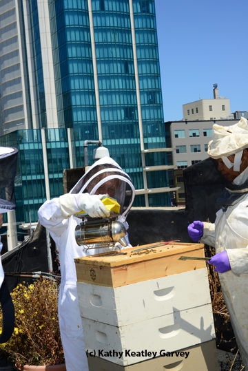Journalist/beekeper Deb Wandell of the San Francisco Chronicle opens a hive on the rooftop. head of the beekeeping Section, Ministry of Agriculture, Botswana. (Photo by Kathy Keatley Garvey)