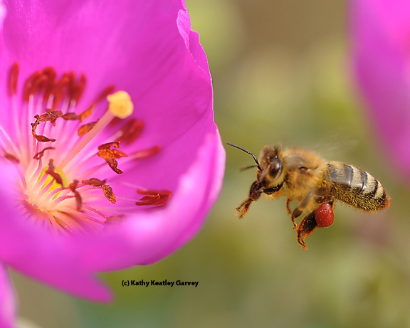 Honey bee, packing red pollen, returning to a rock purslane blossom. (Photo by Kathy Keatley Garvey)