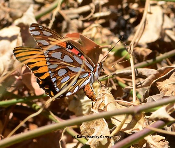 Gulf Fritillary butterfly laying an egg on Christmas Day in west Vacaville. (Photo by Kathy Keatley Garvey)