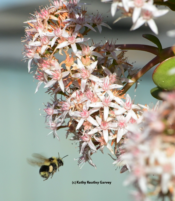Black-tailed bumble bee, Bombus melanopygus, heading for jade blossoms. (Photo by Kathy Keatley Garvey)