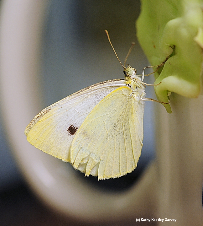 Cabbage white butterfly, Pieris rapae. (Photo by Kathy Keatley Garvey)