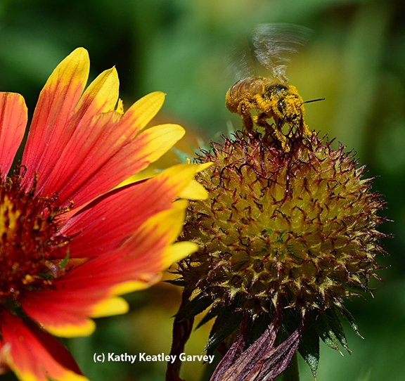 A pollen-covered honey bee ready for take-off. (Photo by Kathy Keatley Garvey)