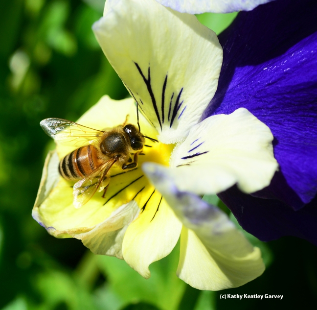 Honey bee foraging on a pansy. (Photo by Kathy Keatley Garvey)