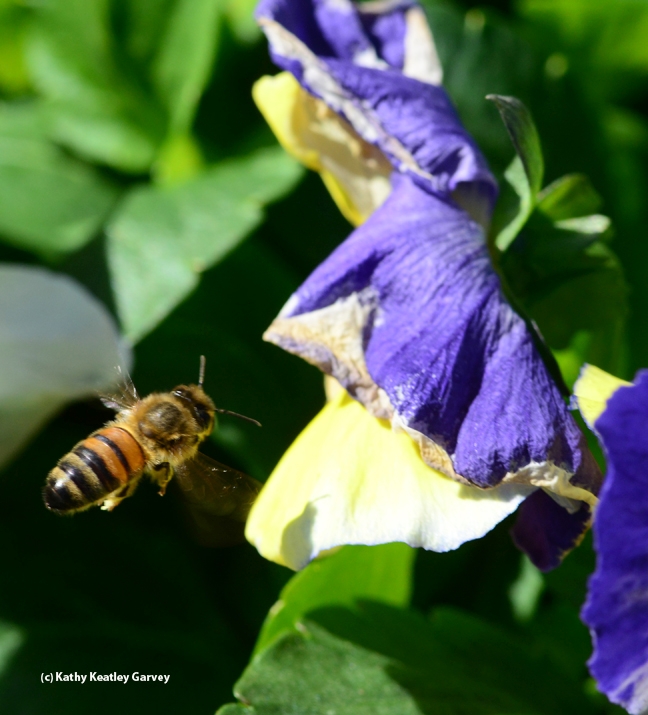Honey bee heads toward a drooping pansy. (Photo by Kathy Keatley Garvey)