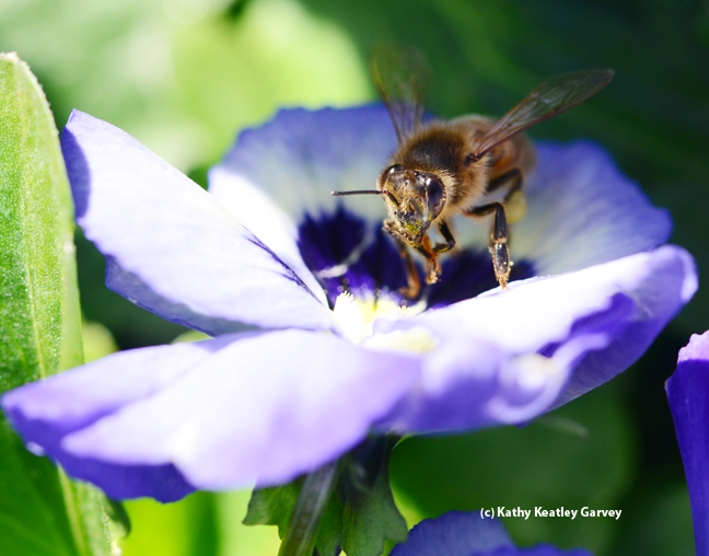 Honey bee ready for take-off. (Photo by Kathy Keatley Garvey)
