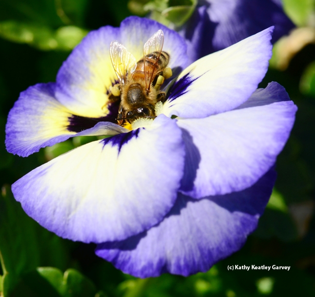 Honey bee keeps a wary eye on the photographer. (Photo by Kathy Keatley Garvey)