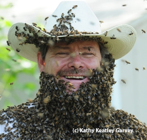 Brian Fishback's bee beard. (Photo by Kathy Keatley Garvey