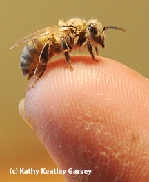 Newly emerged bee on Brian Fishback's finger. (Photo by Kathy Keatley Garvey)