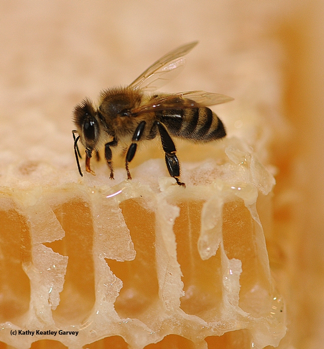 Bee on honey. (Photo by Kathy Keatley Garvey)