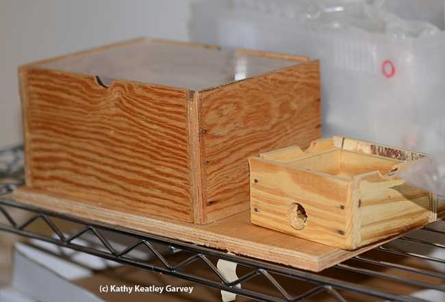 This is the bumble bee-rearing chamber/observation box that Robbin Thorp built. (Photo by Kathy Keatley Garvey)