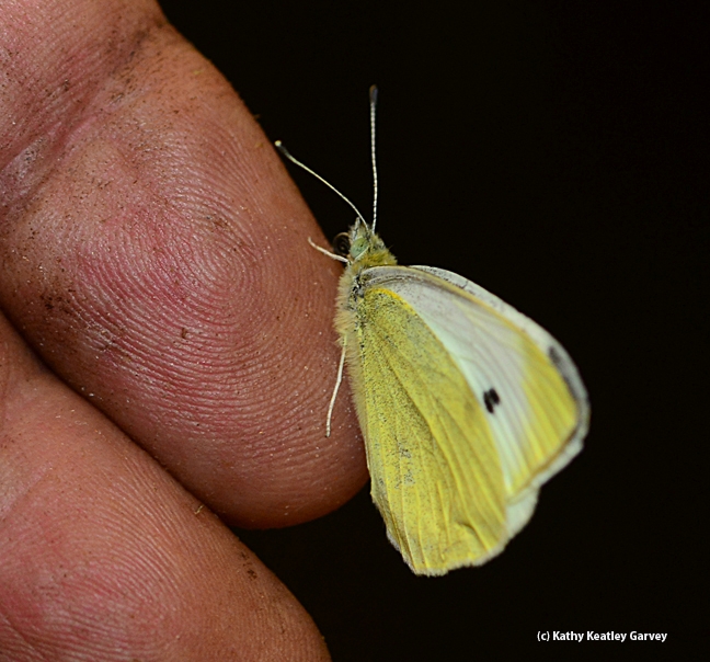 Suds for a bug...this is the cabbage white butterfly that Art Shapiro caught Jan. 14. (Photo by Kathy Keatley Garvey)