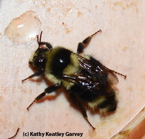 Close-up of one of the bumble bees. (Photo by Kathy Keatley Garvey)