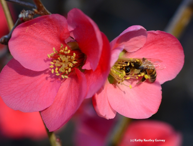Honey bee keeps a close eye on the photographer. (Photo by Kathy Keatley Garvey(