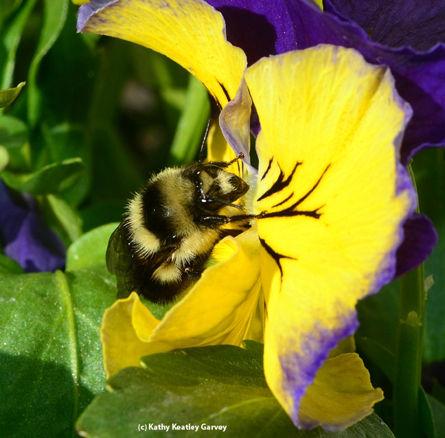 Newly released queen bumble bee foraging on pansies. (Photo by Kathy Keatley Garvey)