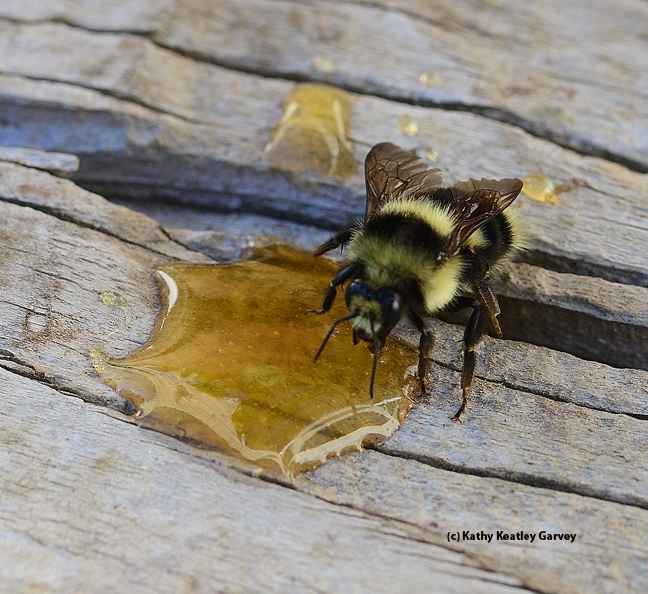 A sip of honey to fuel her flight. (Photo by Kathy Keatley Garvey)