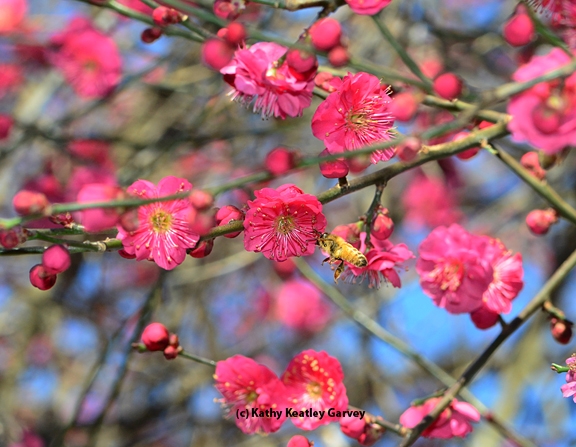 An Italian bee forages in the red Japanese apricot, Prunus mume 