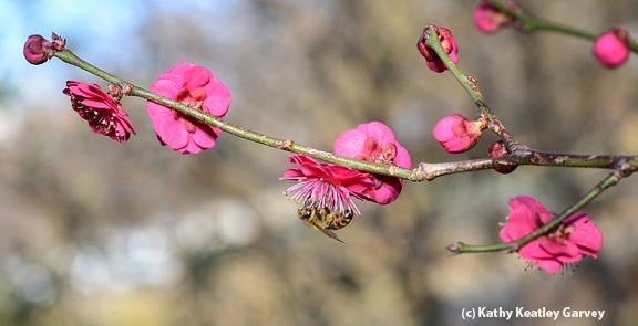 A honey bee maneuvering on the flowering apricot. (Photo by Kathy Keatley Garvey)