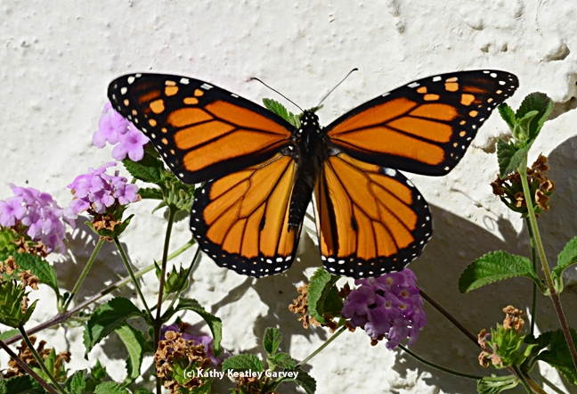 A glorious sight: monarch on the move. (Photo by Kathy Keatley Garvey)