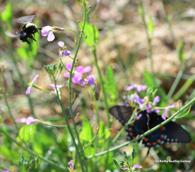 Yellow-faced bumble bee, Bombus vosnesenskii, and Pipevine Swallowtail,  Battis philenor. (Photo by Kathy Keatley Garvey)