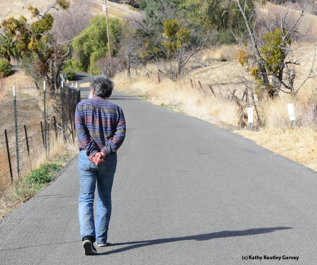 Butterfly expert Arthur Shapiro monitoring his study site on Gates Canyon Road, Vacaville. (Photo by Kathy Keatley Garvey)