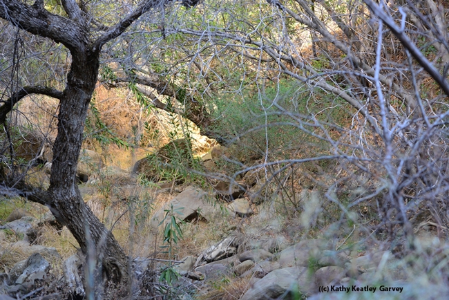 Alamo Creek is dry at the lower elevations of Gates Canyon. (Photo by Kathy Keatley Garvey)