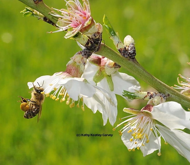 Honey bee packing pollen on an almond tree at UC Davis--on the grounds of the Harry H. Laidlaw Jr. Honey Bee Research Facility-- several years ago. (Photo by Kathy Keatley Garvey)