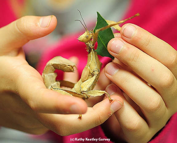 A walking stick being fed a leaf at the Bohart Museum of Entomology. (Photo by Kathy Keatley Garvey)