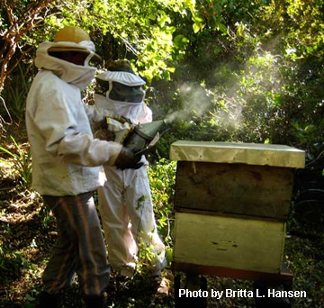 Beekeepers in Bolivia tending their hives. (Photo by Britta L. Hansen)
