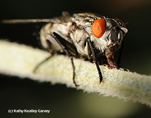 FLESH FLY, a member of the Sarcophagidae family, ejects its tongue. (Photo by Kathy Keatley Garvey)