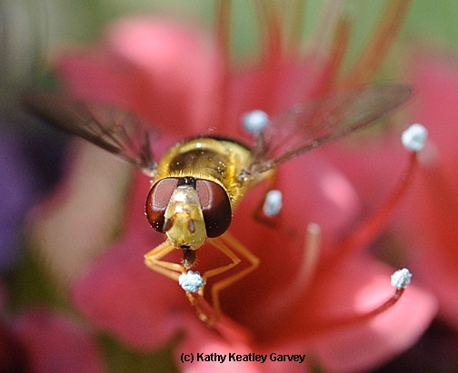 A syrphid fly, aka flower fly or hover fly, sipping nectar from a tower of jewels. (Photo by Kathy Keatley Garvey)