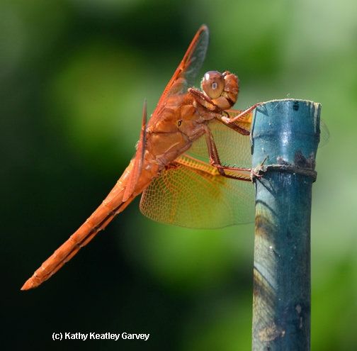 A flameskimmer dragonfly, Libellula saturata, rests on a stake. (Photo by Kathy Keatley Garvey)