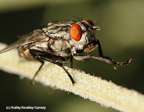A flesh fly, family Sarcophagidae, grooming itself.(Photo by Kathy Keatley Garvey)