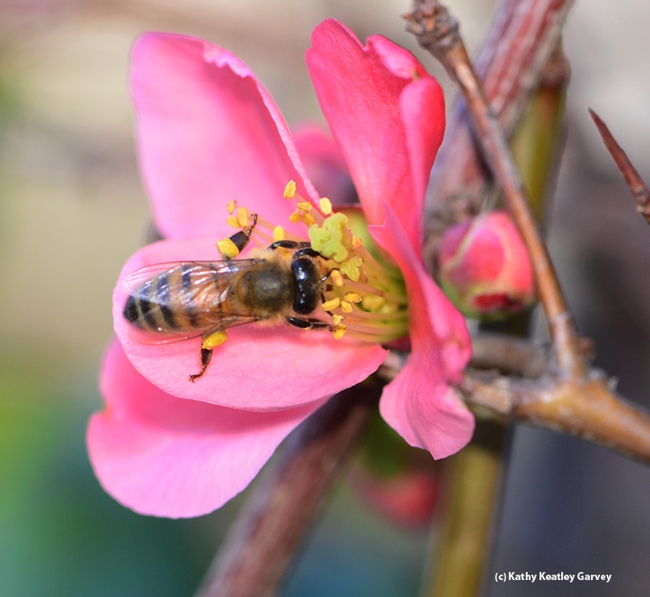 Honey bee foraging on flowering quince. (Photo by Kathy Keatley Garvey)