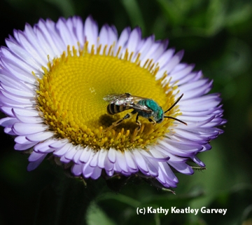 Metallic green sweat bee on a seaside daisy. (Photo by Kathy Keatley Garvey)