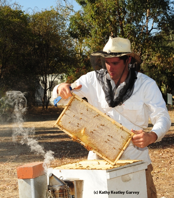 This photo of beekeeper Billy Synk, manager and staff research associate of the Harry H. Laidlaw Jr. Honey Bee Research Facility at UC Davis, appears on the cover of the February edition of the American Bee Journal. (Photo by Kathy Keatley Garvey)