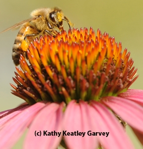 Honey bee foraging on cone flower. (Photo by Kathy Keatley Garvey)